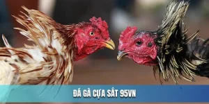 đá gà cựa sắt