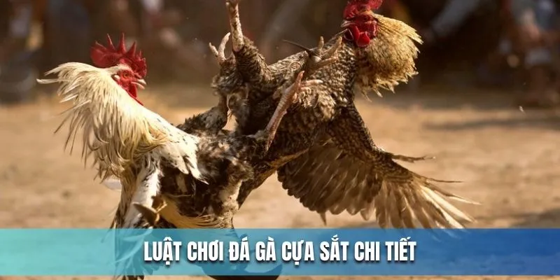 Luật chơi của đá gà cựa sắt chi tiết